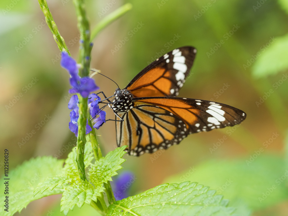 Fototapeta premium スジグロカバマダラ