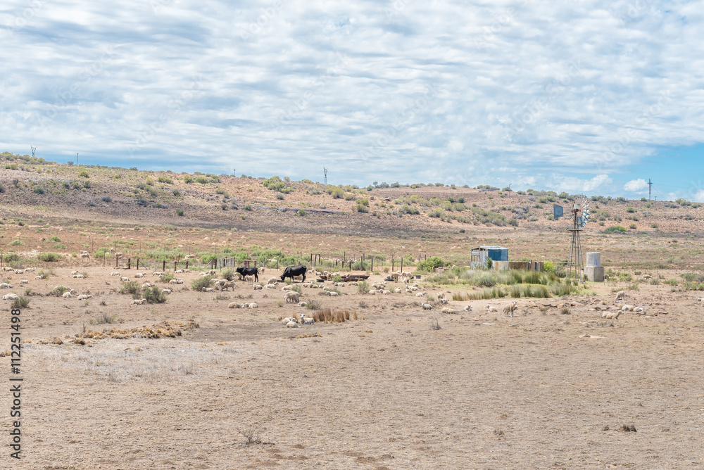 Typical arid Karoo farm scene