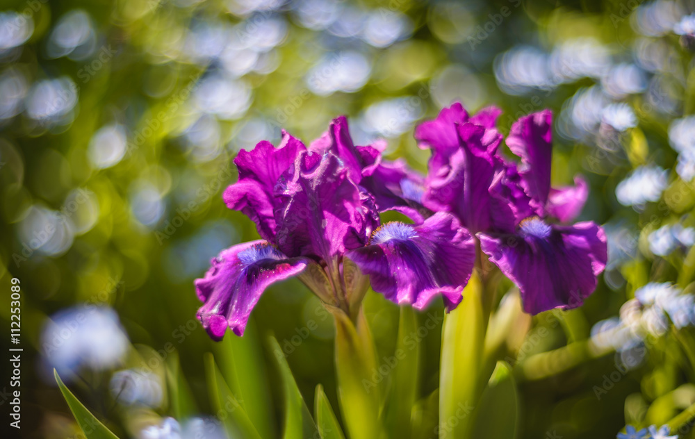 Close look at cluster of beautiful dwarf bearded irises 