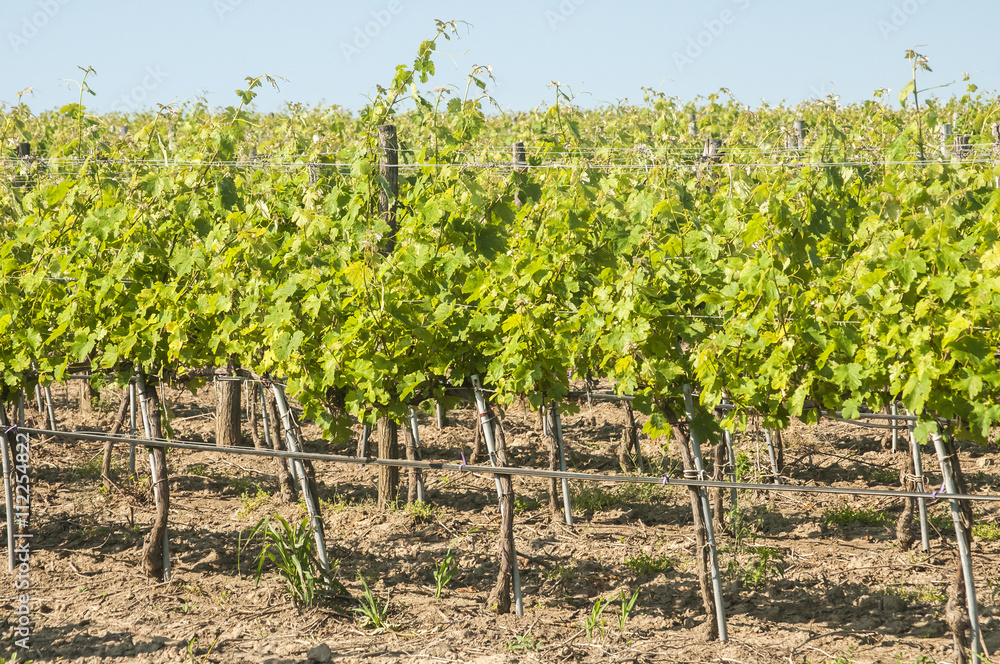 Overlooks the vineyard array in sunny summer day