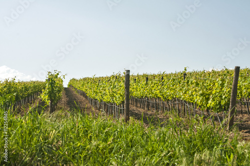 Overlooks the vineyard array in sunny summer day