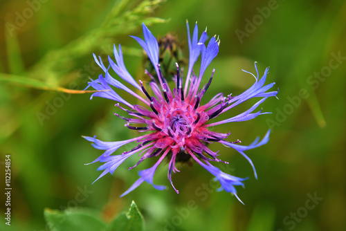 Blue cornflower in spring grass