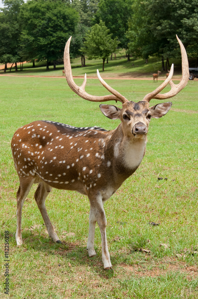 Naklejka premium Axis deer