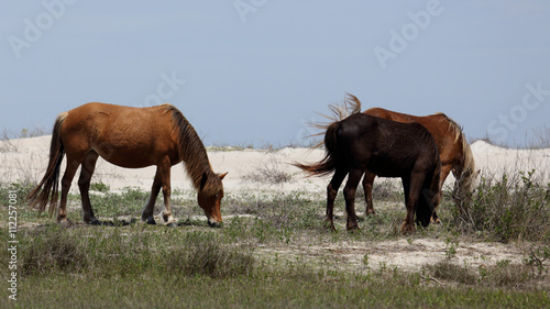 Wild Horses of Shackleford Banks © John Wijsman