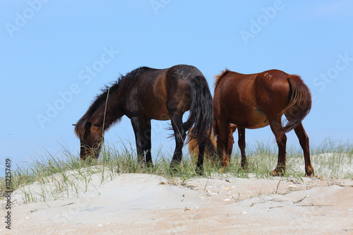 Fototapeta Naklejka Na Ścianę i Meble -  Wild Horses of Shackleford Banks