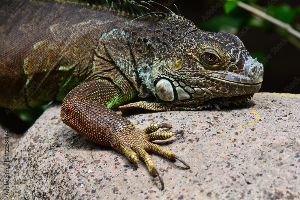 An iguana catches some rays on a rock to warm up its body. An iguana catches some rays on a rock to warm up its body.
