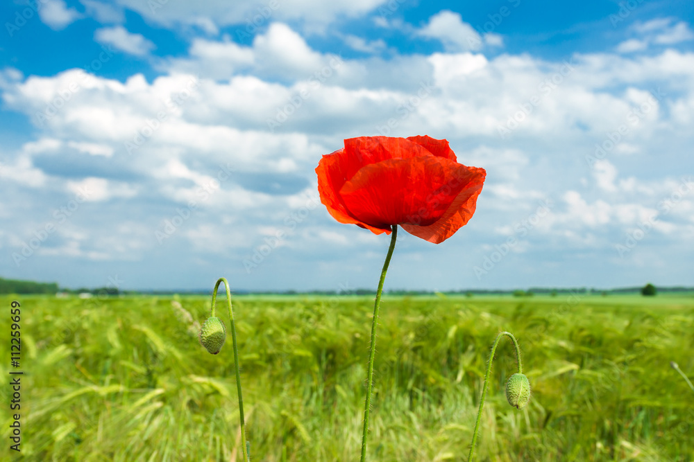 Obraz premium Pole zbożowe z jęczmieniem (Hordeum vulgare) i makiem (Papaver rhoeas)