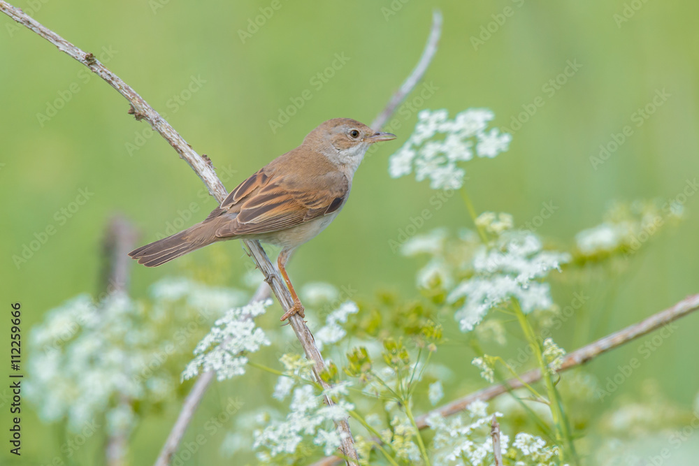Dorngrasmücke (Sylvia communis) Weibchen in der Natur Dorngrasmücke (Sylvia communis) Weibchen in der Natur