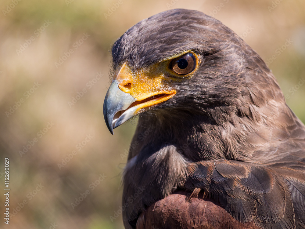 Obraz premium Harris's hawk (Parabuteo unicinctus)