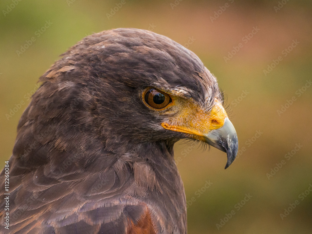 Harris's hawk (Parabuteo unicinctus) Harris's hawk (Parabuteo unicinctus)