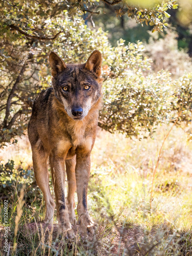 Iberian wolf with beautiful eyes in  autumn