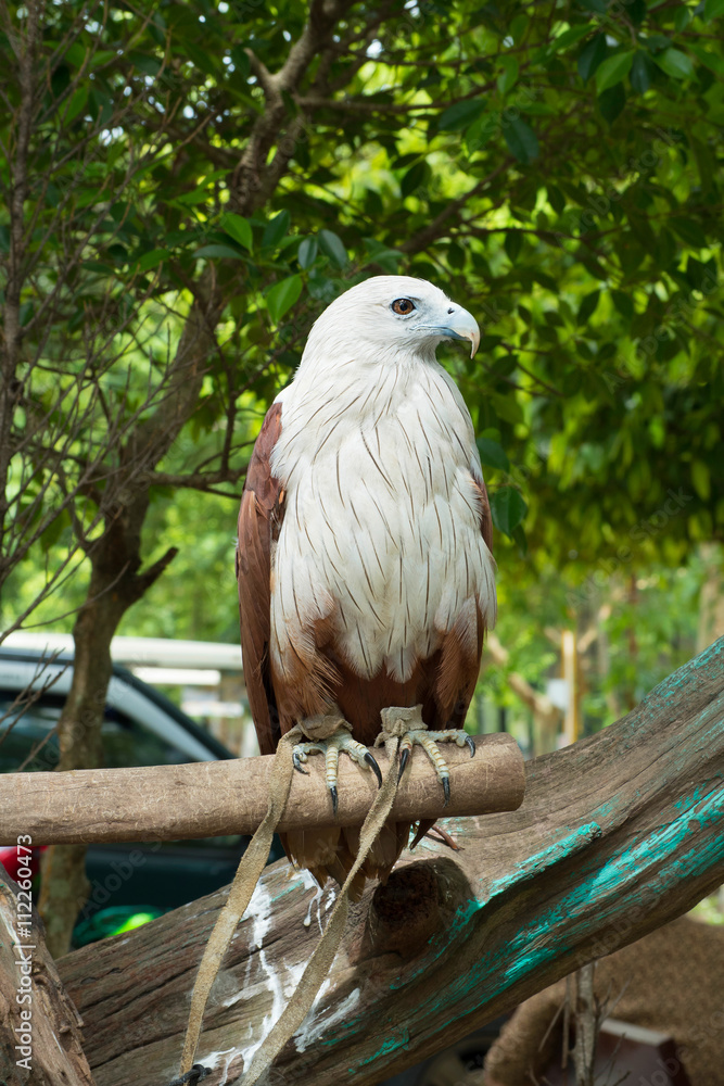 Obraz premium Falcon standing on a tree stump.