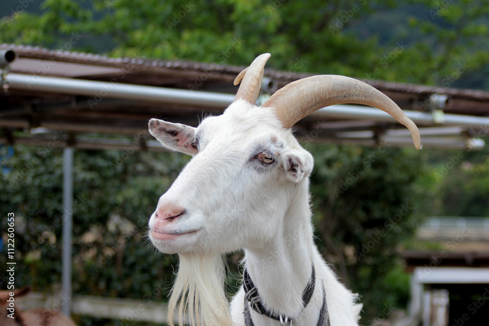 ヤギの顔 山羊の顔 Stock 写真 Adobe Stock ヤギの顔 山羊の顔 Stock 写真 Adobe Stock