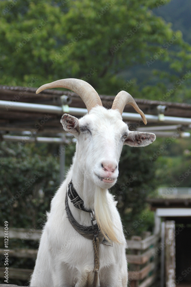 山羊 正面 家畜stock Photo Adobe Stock