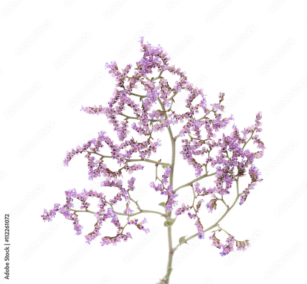 Limonium pectinatum isolated Limonium pectinatum isolated