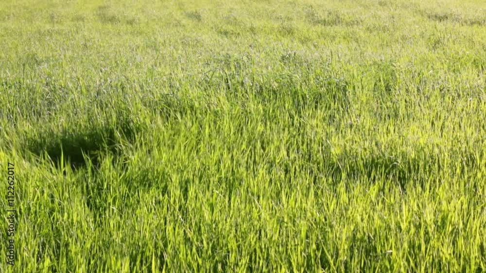 Green grass bends under a strong blow formed by a drone flying above the sight Green grass bends under a strong blow formed by a drone flying above the sight