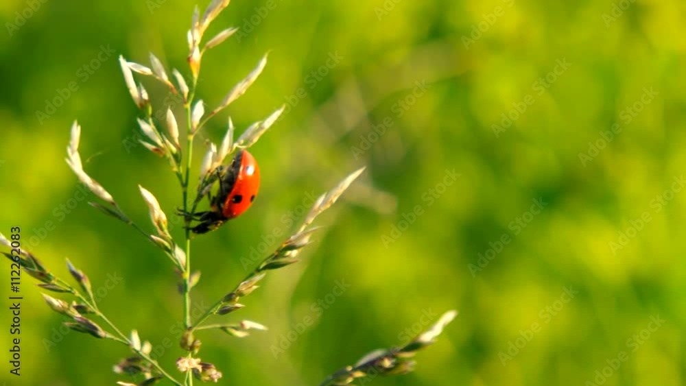 Seven-spot ladybird on a plant
