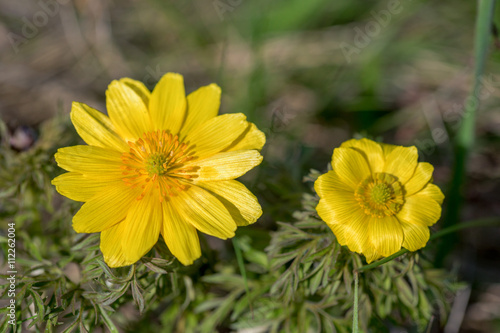 Naklejka Spring pheasant's eye