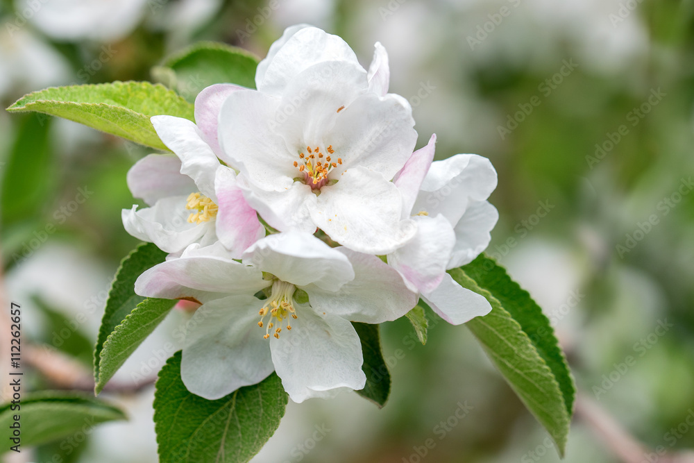 Obraz premium Beautiful blooming apple tree in spring