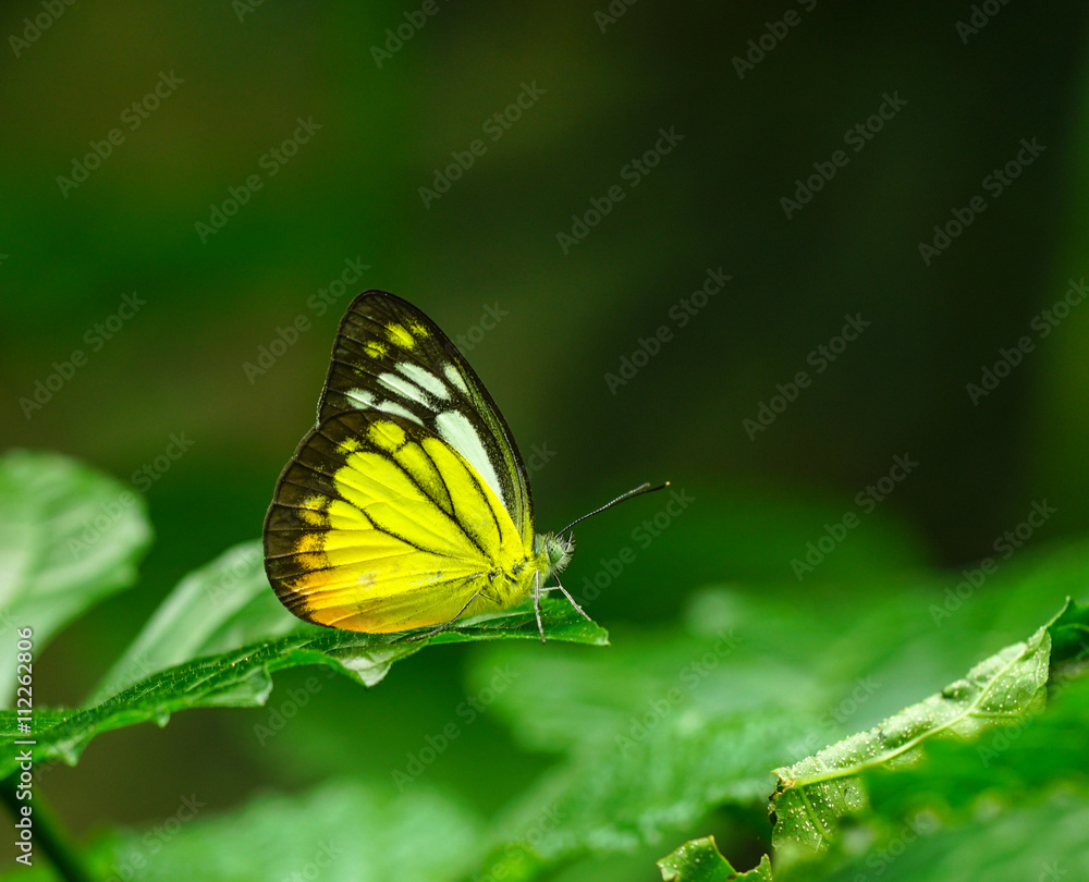 Fototapeta premium Lovely butterfly in a garden