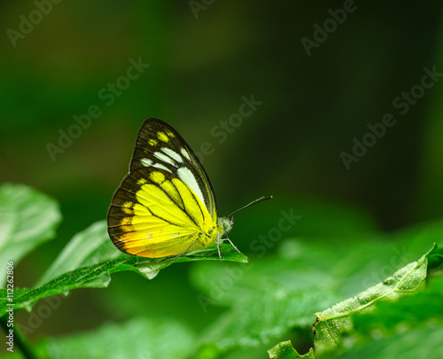 Lovely butterfly in a garden