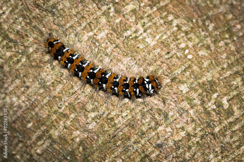 This is a photo of a caterpillar, was taken in XiaMen botanical garden, China.