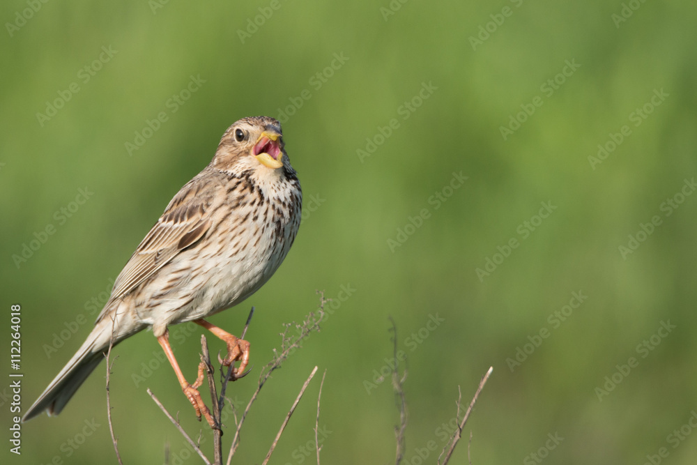 Corn bunting or Miliaria calandra on a twig Corn bunting or Miliaria calandra on a twig
