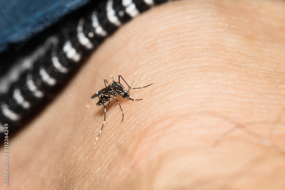 Obraz premium This is a photo of a mosquito, was taken in XiaMen botanical garden, China.