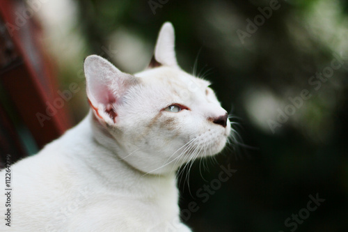 The beautiful white cat