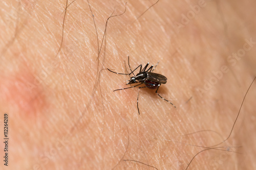 This is a photo of a mosquito, was taken in XiaMen botanical garden, China.