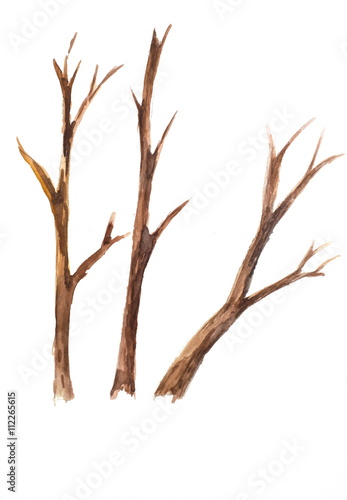 Dried trees on white