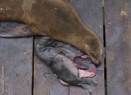 Sea lion with dead baby