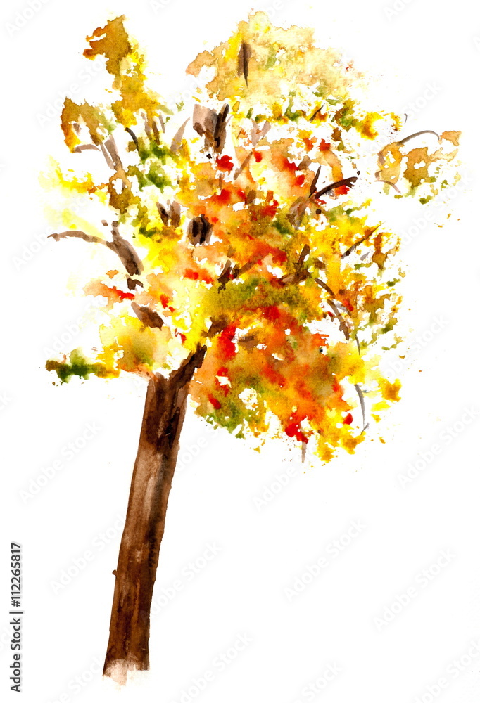 Fototapeta premium Autumn tree on white, watercolor hand painted