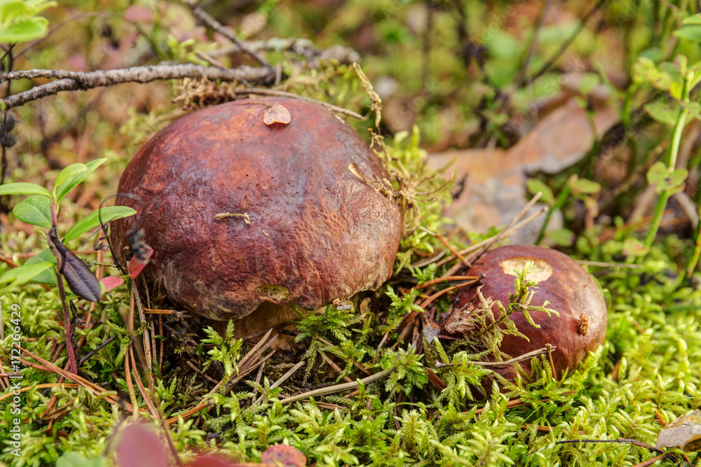 cep in the forest cep in the forest