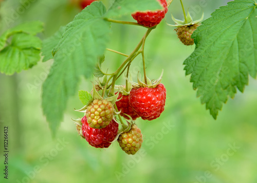 Branch of raspberry in the garden