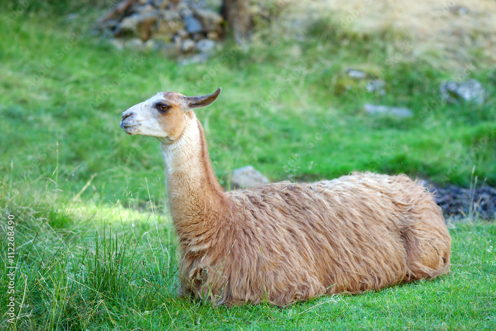 A lama is resting on a green field in a summer day in a national park