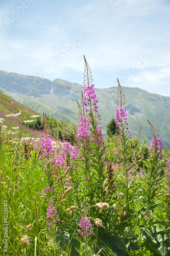 Blooming epilobium angustifolium in Alps