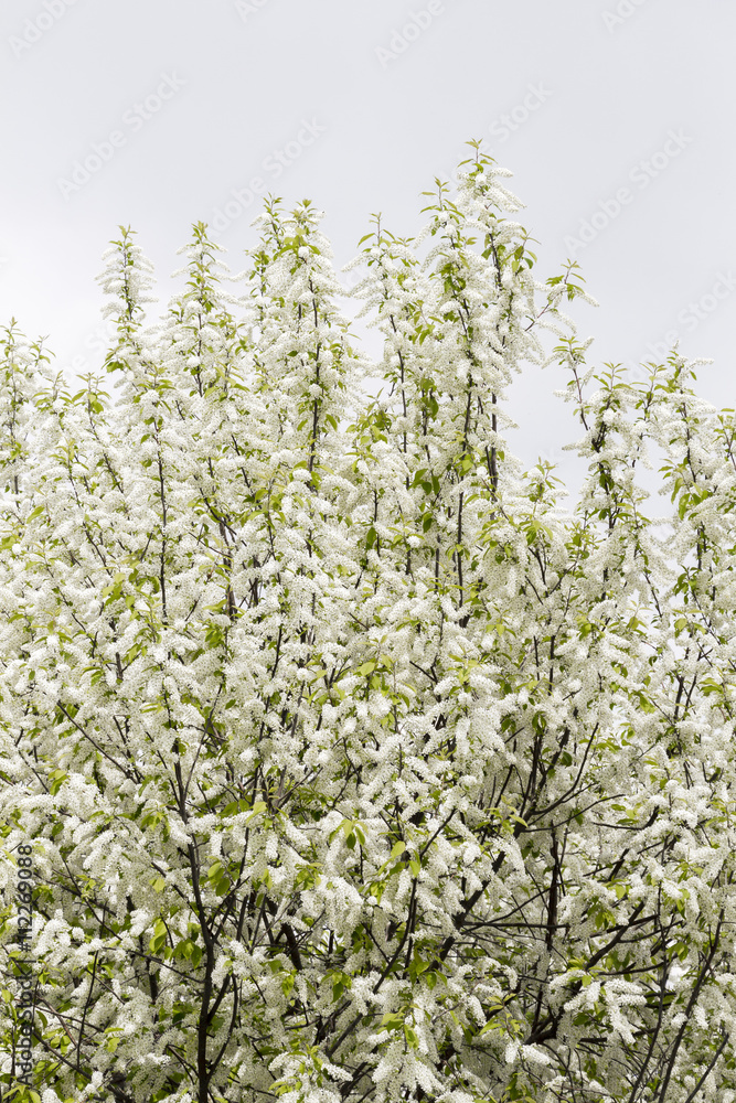 White bird cherry bush
