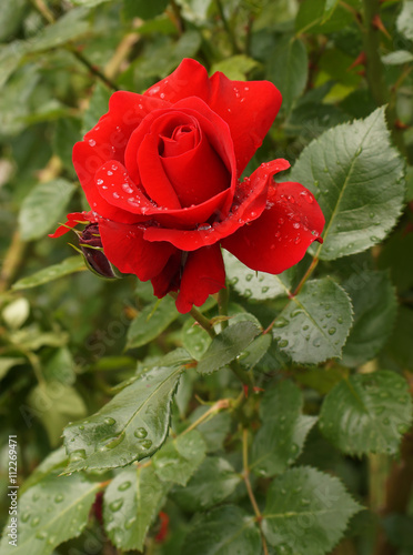  Red rose flower