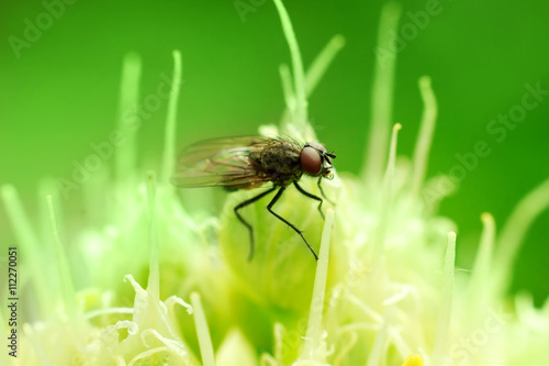 Delia antiqua fly on onion stamens