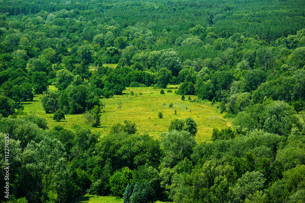 Air view of meadow in forest