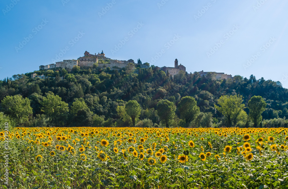 Field of sunflowers - Flowering in Amelia, a town in Umbria, central Italy.