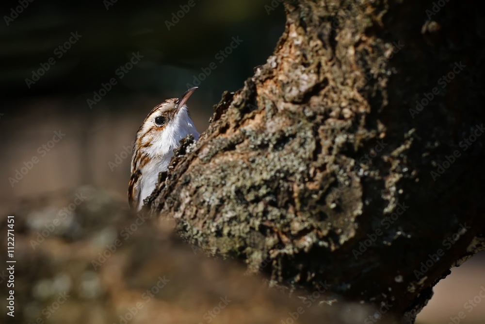 Le grimpereau des arbres