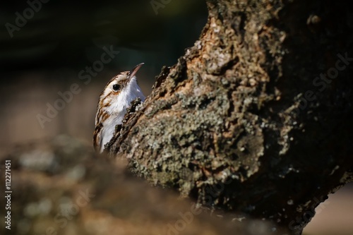 Obraz na płótnie Le grimpereau des arbres w salonie