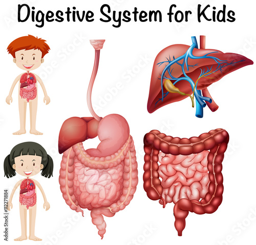 Digestive system for kids