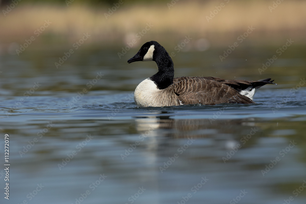 Canada Goose, Branta Canadensis Canada Goose, Branta Canadensis