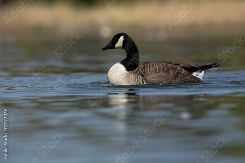 Canada Goose, Branta Canadensis