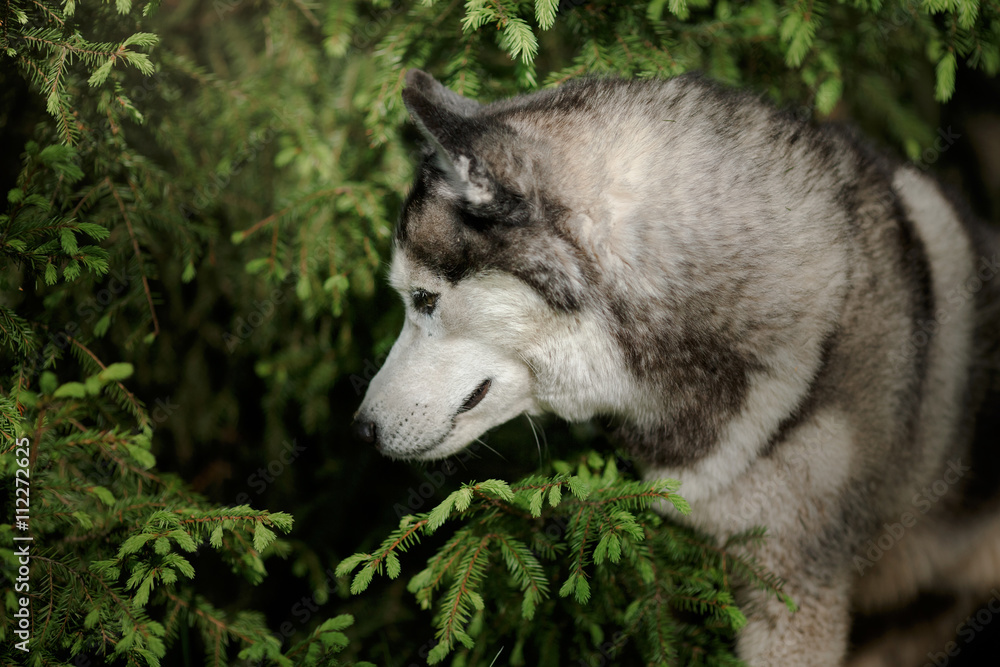 Dog breed Siberian Husky walking in summer park Dog breed Siberian Husky walking in summer park