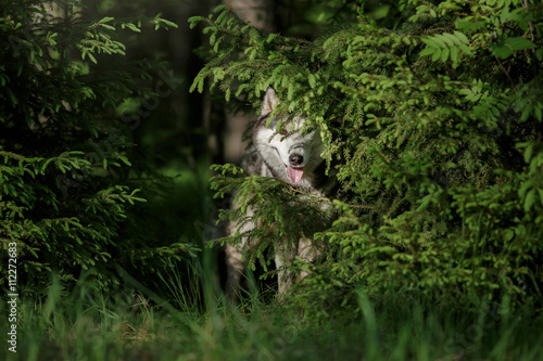 Dog breed Siberian Husky walking in summer park © Anna Averianova