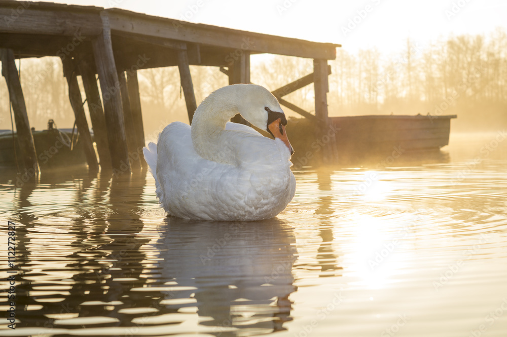 Fototapeta premium swan in the water in the morning 